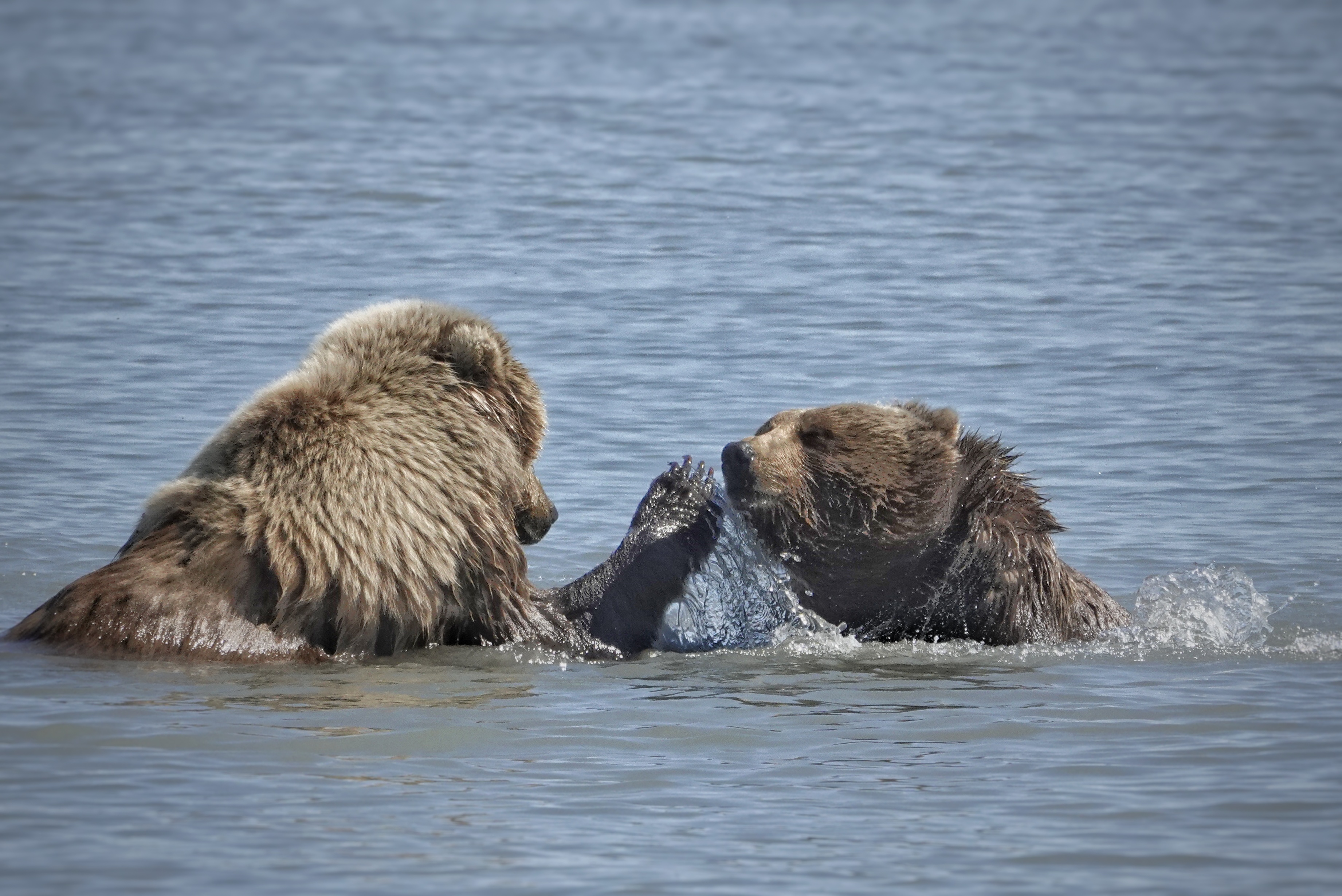 Grizzlys jouant dans l'eau